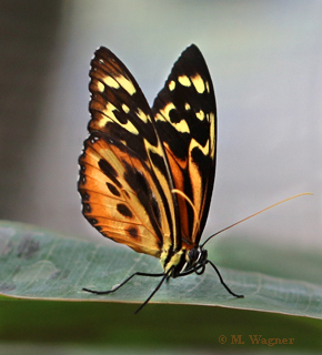 Harmonia Tiger-Wing